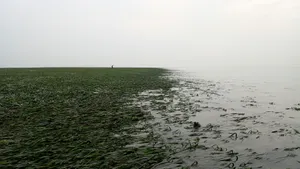 Seagrass_ Meadow_at_ Water's_ Edge Wallpaper