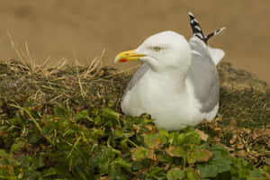 Seagull Nestingin Greenery.jpg Wallpaper