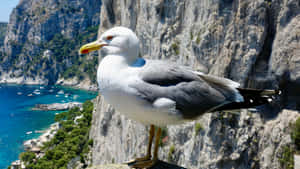 Seagull Overlooking Coastline Wallpaper