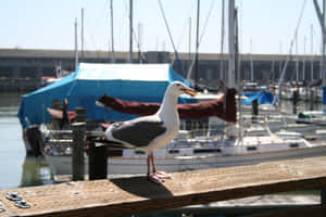 Seagull Overlooking Marina Wallpaper