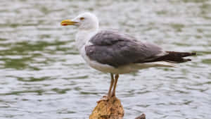 Seagull Perched By Water.jpg Wallpaper