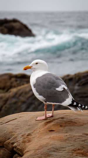 Seagull Perched On Rocky Shoreline Wallpaper