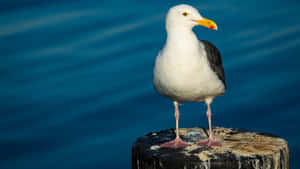 Seagull Perchedon Pier Stump Wallpaper