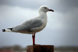 Seagull Perchedon Post Wallpaper