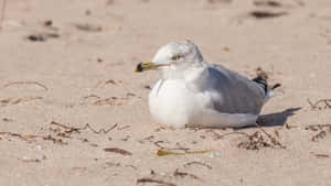 Seagull Restingon Sandy Beach Wallpaper