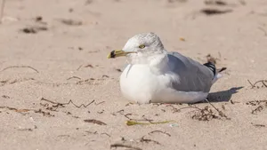 Seagull Restingon Sandy Beach Wallpaper