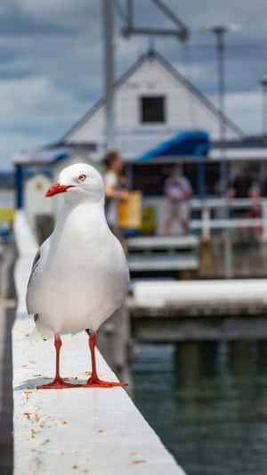 Seagull Standing Dockside Wallpaper