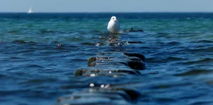 Seagull Standing On Wooden Posts At Sea Wallpaper