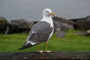 Seagull Standingby Waterfront Wallpaper