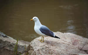 Seagull Standingon Rockby Water Wallpaper