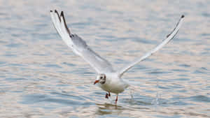 Seagull Taking Off From Water Wallpaper