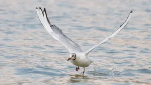 Seagull Taking Off From Water Wallpaper