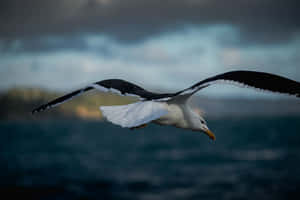 Seagullin Flight Over Sea Wallpaper