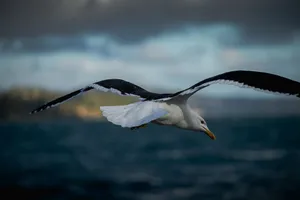 Seagullin Flight Over Sea Wallpaper