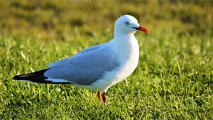 Seagullon Grass Wallpaper