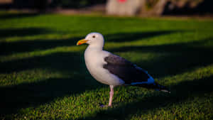 Seagullon Green Grass Wallpaper