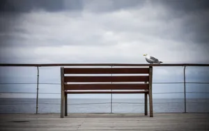 Seagullon Pier Bench Wallpaper