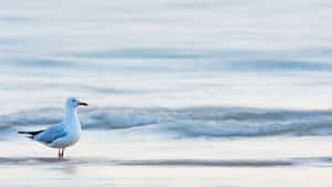 Seagullon Shoreline Wallpaper