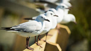 Seagulls Perchedina Row Wallpaper