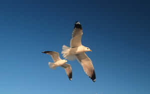 Seagullsin Flight Blue Sky Wallpaper