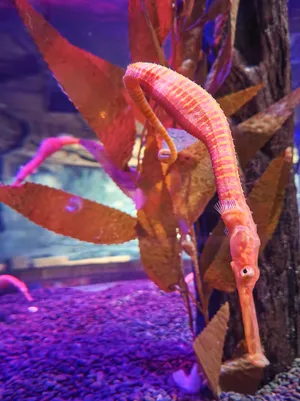 Seahorse Amidst Aquatic Plants Wallpaper