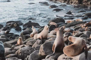 Seals_on_ Rocky_ Shoreline.jpg Wallpaper
