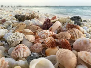 Seashell_ Beachscape_ Aesthetic.jpg Wallpaper