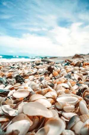 Seashell Covered Shoreline Wallpaper