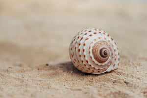 Seashell On Beige Sands Wallpaper