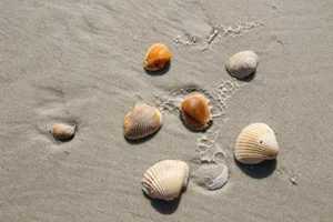 Seashell Serenityon Sand Wallpaper
