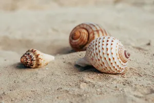 Seashell_ Trio_on_ Sandy_ Beach.jpg Wallpaper