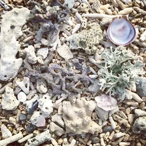 Seashelland Coral Beach Texture Wallpaper