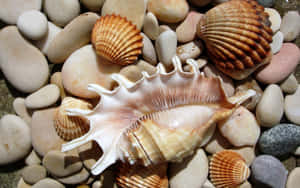 Seashells_and_ Smooth_ Pebbles_ Background Wallpaper