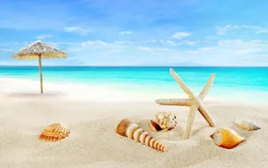 Seashells And Star On Sand Tropical Desktop Wallpaper