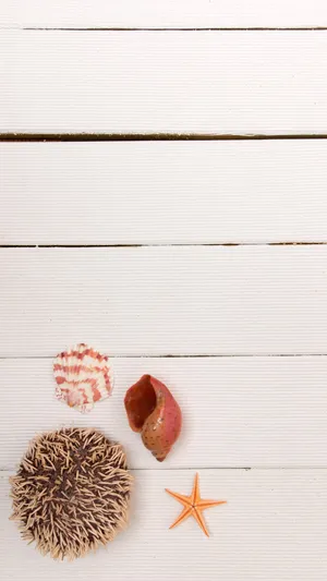 Seashellsand Starfishon White Wooden Background Wallpaper