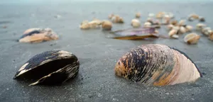 Seashellson Sandy Shore Wallpaper