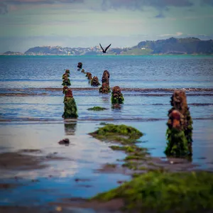 Seaside_ Bird_ Flight_ Above_ Mossy_ Pilings Wallpaper