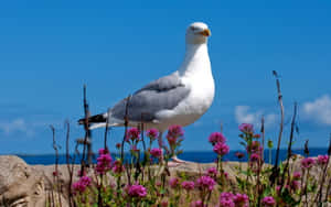 Seaside Gull Among Flowers.jpg Wallpaper