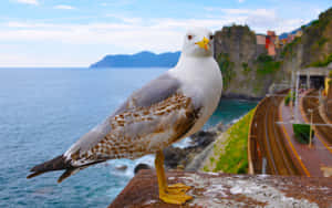 Seaside Gull Overlooking Cliffside Village Wallpaper