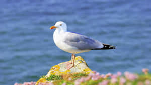 Seaside Gull Perchedon Rock Wallpaper