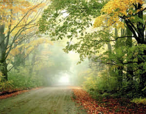 Seasonal Autumn Forest Wallpaper