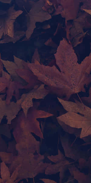 Seasonal Brown Leaves Wallpaper