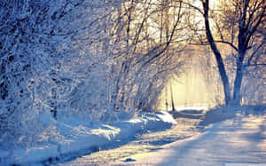 Secluded Forest Path Covered In Snow 4k Wallpaper