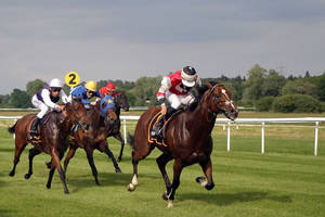 Secretariat Grassy Field Wallpaper