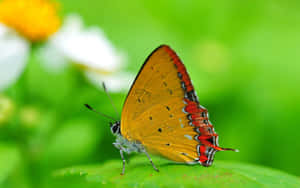 See The Beauty As A Young Butterfly Emerges Wallpaper