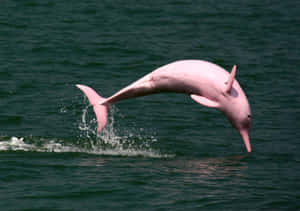 See The Stunning Beauty Of A Pink Dolphin Wallpaper