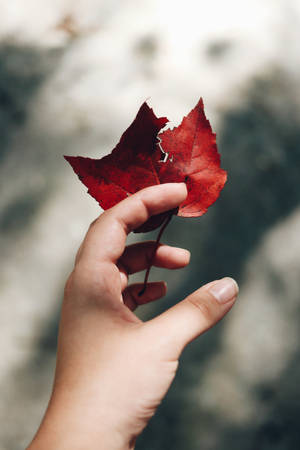 Selective Focus Dry Autumn Leaf Wallpaper