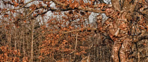 Selective Focus Shot Of A Hunter In Premium Hunting Camouflage Wallpaper