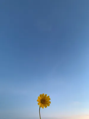 Selfish Daisy Phone Wallpaper