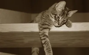 Sepia Photo Of Kawaii Cat On Ledge Wallpaper